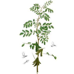 Indigo (Indigofera tinctoria)